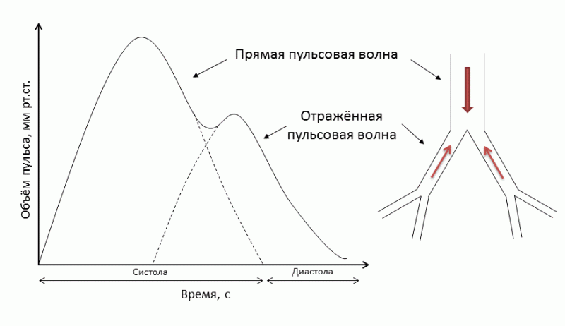  Типовая пульсовая волна: суперпозиция прямой и отраженной пульсовых волн при нормальной эластичности артерий 